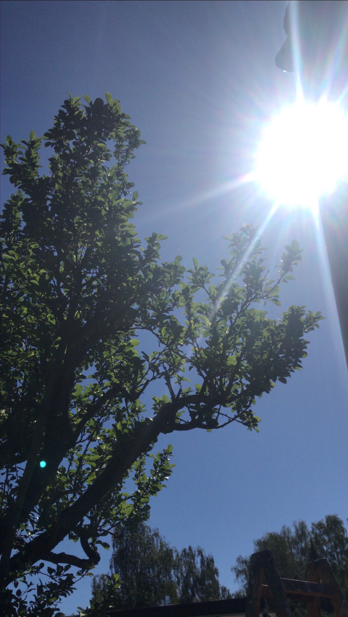 Korona drzewa liściastego z intensywnym słońcem na tle błękitnego nieba, widziana z dołu. Fragment lampy oświetleniowej w prawym górnym rogu.