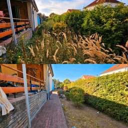 Wycinka drzew Katowice 1