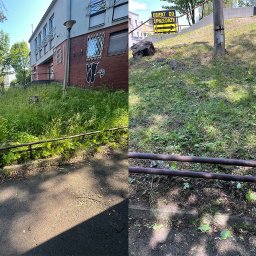 Wycinka drzew Katowice 4