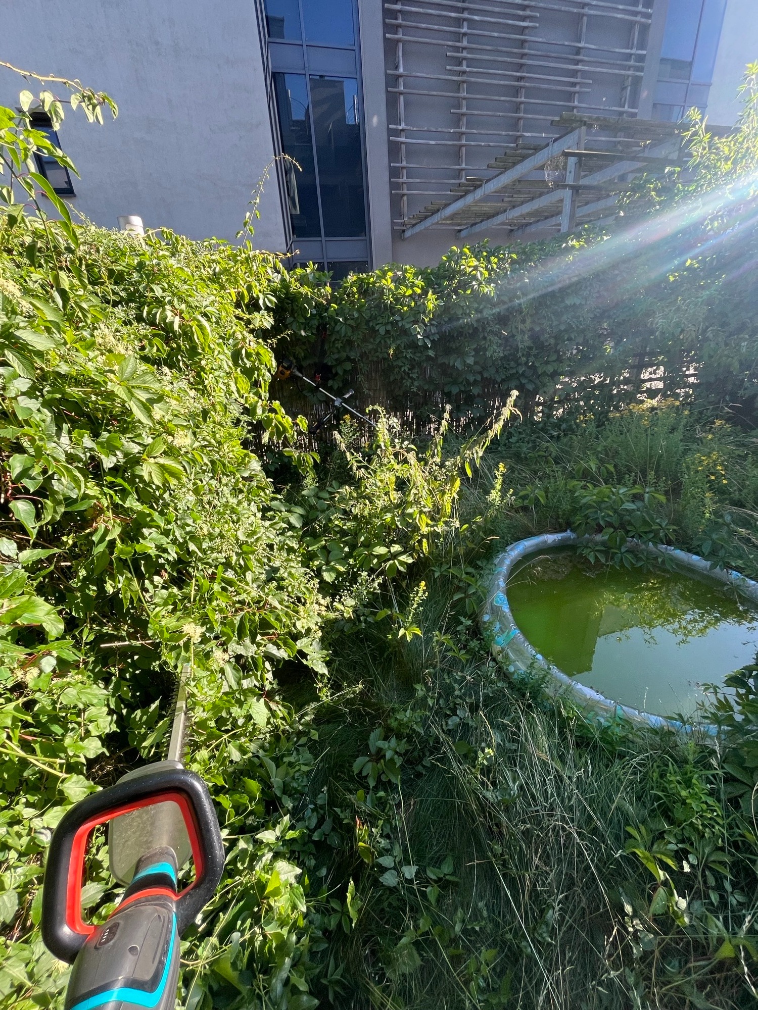 Elektryczne nożyce do żywopłotu w trakcie przycinania gęstego, zielonego żywopłotu w ogrodzie miejskim, obok zarośniętego basenu dla dzieci.