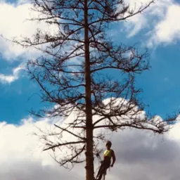 Arborysta w kasku i uprzęży, w trakcie pracy na wysokim drzewie z przerzedzonymi gałęziami na tle błękitnego nieba z chmurami.