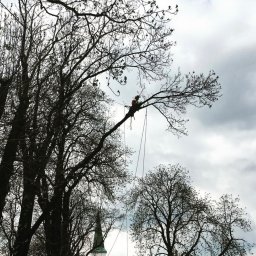 ARB-CIANEK - Arborysta w kasku i uprzęży, wysoko na drzewie z linami, na tle pochmurnego nieba i wieży kościoła, wykonuje prace pielęgnacyjne.