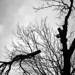 ARB-CIANEK - Czarno-białe ujęcie korony drzewa po cięciu, z wyraźnie obciętymi gałęziami i widoczną piłą łańcuchową na pniu, na tle pochmurnego nieba.