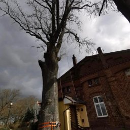 ARB-CIANEK - Wysokie drzewo zabezpieczone pasami przed ceglanym budynkiem. Pracownik na gałęziach, liny i pochmurne niebo sugerują wycinkę lub pielęgnację drzewa.