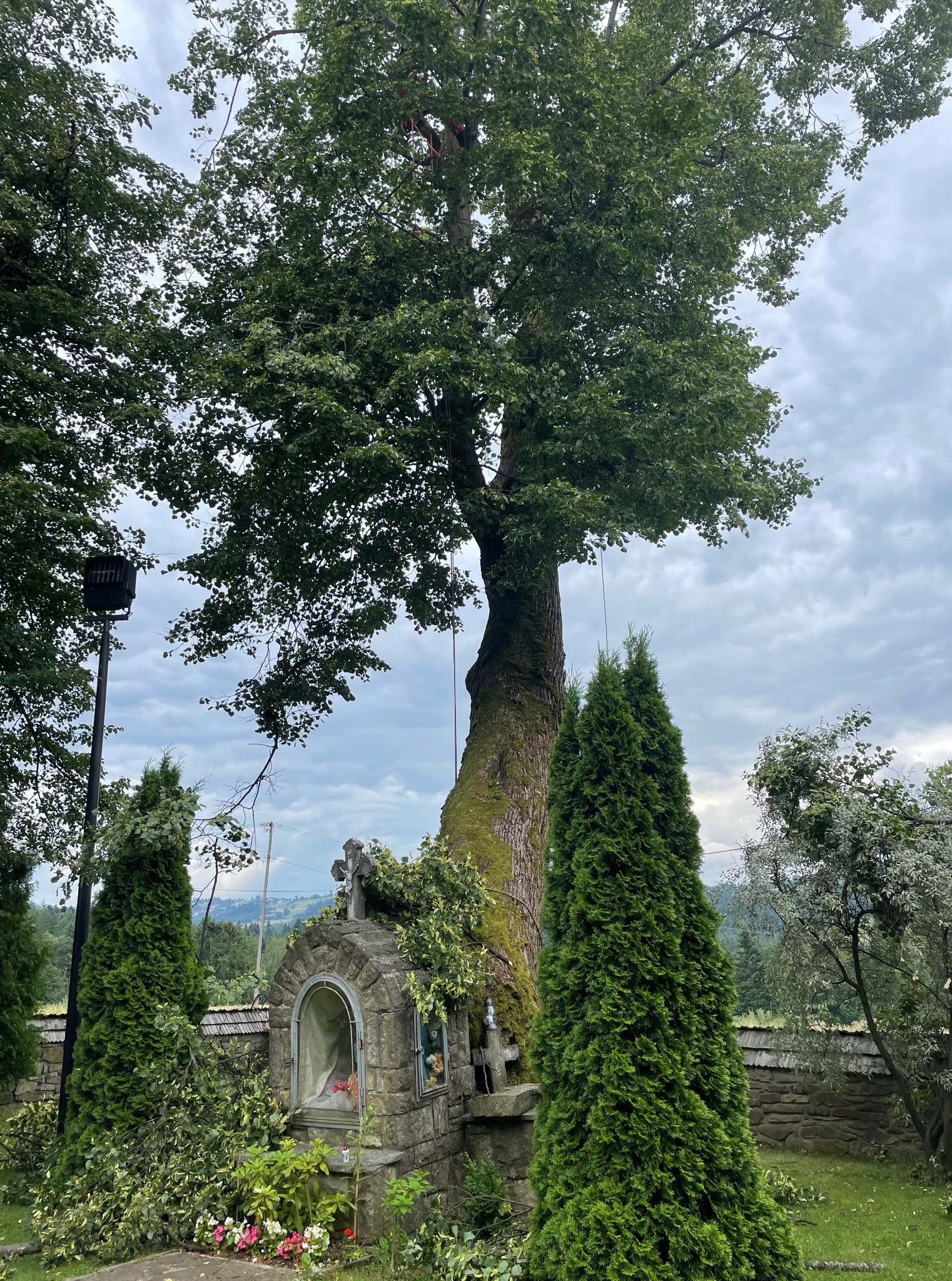 Drzewo po przycince z widocznymi gałęziami na ziemi obok kapliczki, w tle zalesione wzgórza pod pochmurnym niebem.