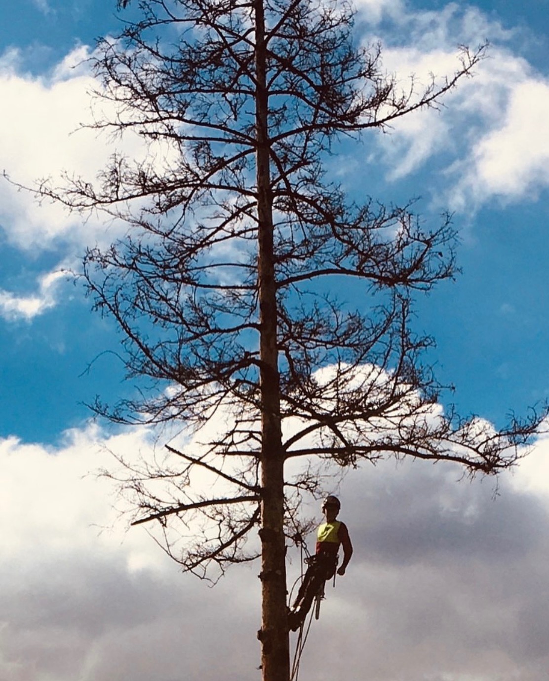 Arborysta w kasku i uprzęży, w trakcie pracy na wysokim drzewie z przerzedzonymi gałęziami na tle błękitnego nieba z chmurami.