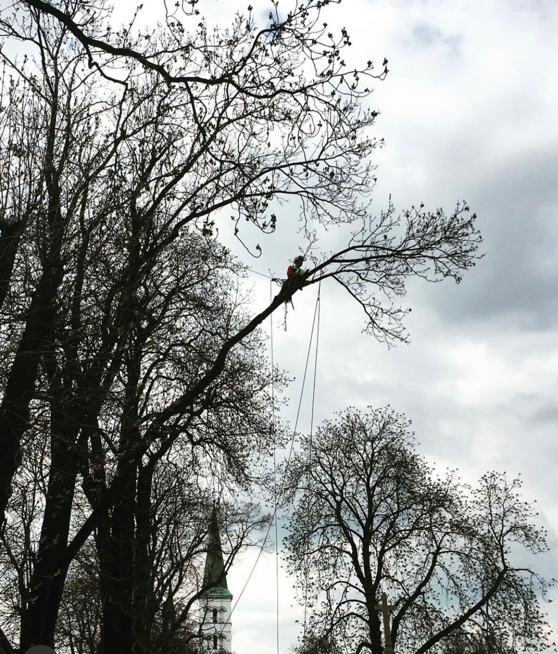 Arborysta w kasku i uprzęży, wysoko na drzewie z linami, na tle pochmurnego nieba i wieży kościoła, wykonuje prace pielęgnacyjne.