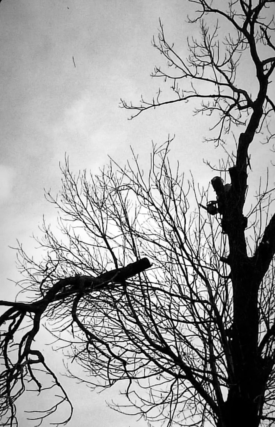 Czarno-białe ujęcie korony drzewa po cięciu, z wyraźnie obciętymi gałęziami i widoczną piłą łańcuchową na pniu, na tle pochmurnego nieba.