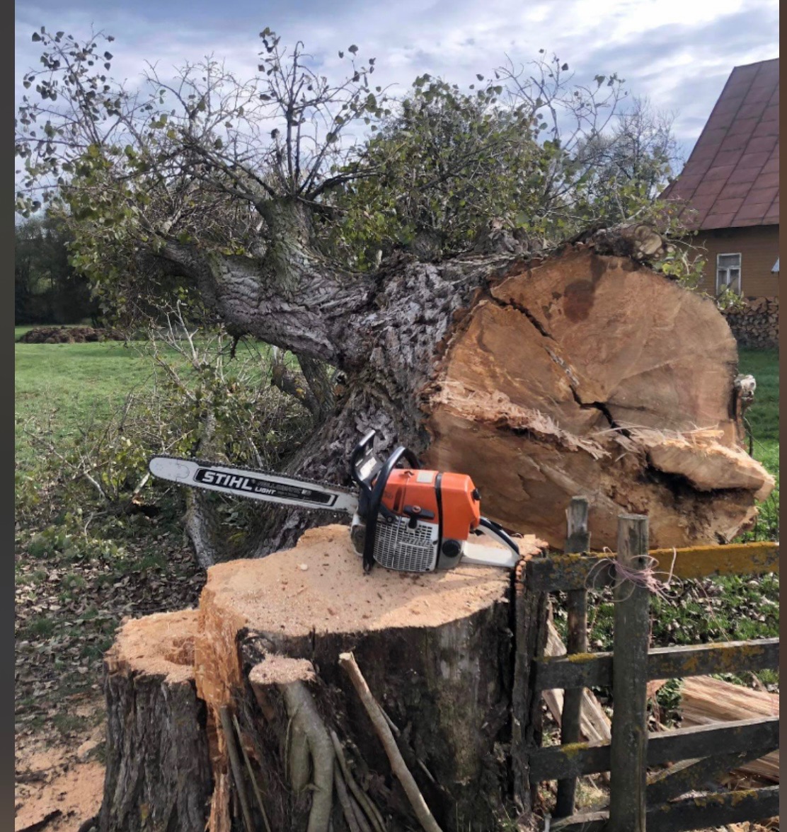 Ścięte drzewo z piłą Stihl na pniu, widoczne drewniane ogrodzenie i budynek w tle. Duży przekrój pnia drzewa.