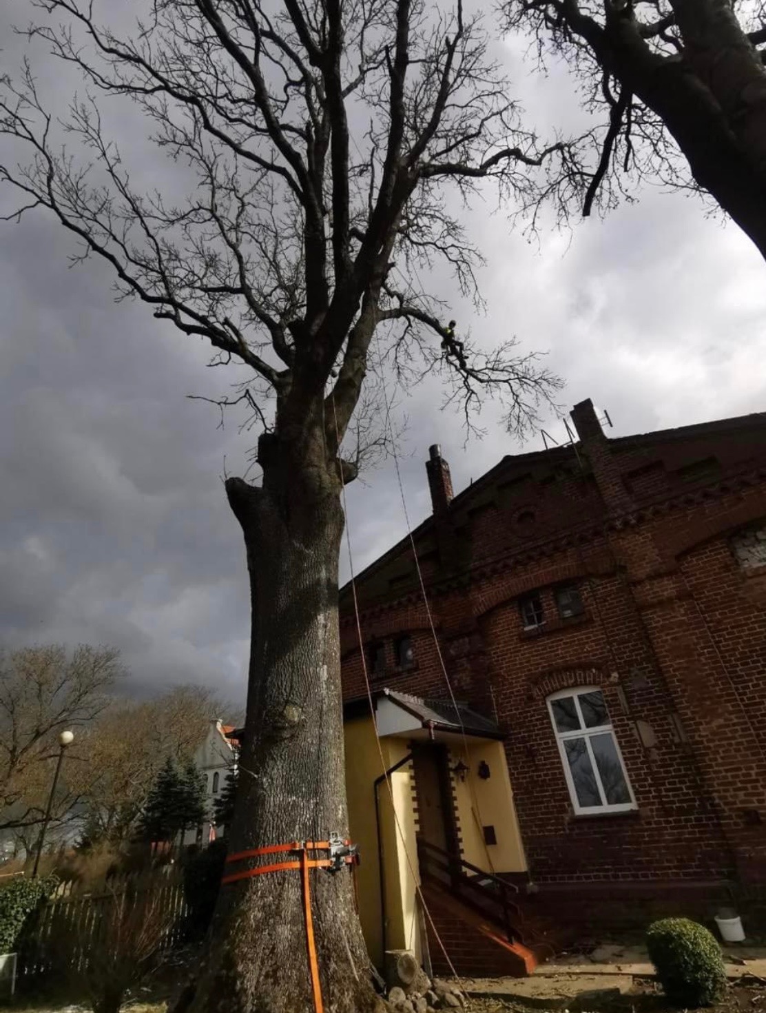 Wysokie drzewo zabezpieczone pasami przed ceglanym budynkiem. Pracownik na gałęziach, liny i pochmurne niebo sugerują wycinkę lub pielęgnację drzewa.