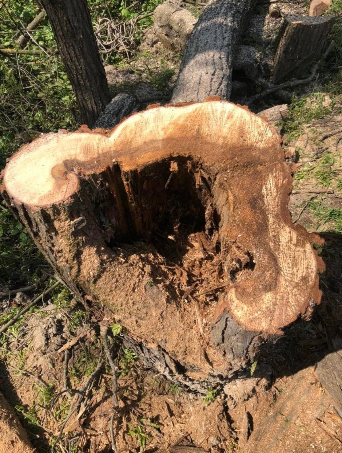 Kikut ściętego drzewa z widocznym, spróchniałym wnętrzem pnia i rozsypanymi wiórami wokół. Pozostałość po wycince drzewa w ogrodzie.