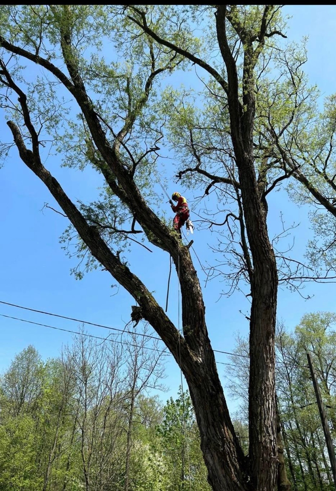Arborysta w czerwonym kombinezonie, z liną i piłą, przycina gałęzie wysokiego drzewa na tle błękitnego nieba i zieleni drzew. Bezpieczeństwo pracy.