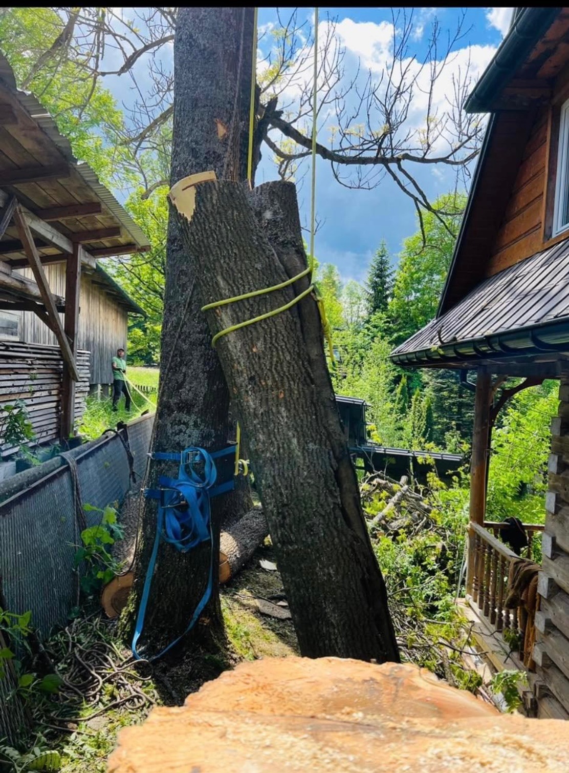 Fragment wycinki drzewa z użyciem lin i uprzęży, w tle budynek z drewna i osoba obsługująca linę. Widoczne świeże cięcia i odcięte gałęzie.