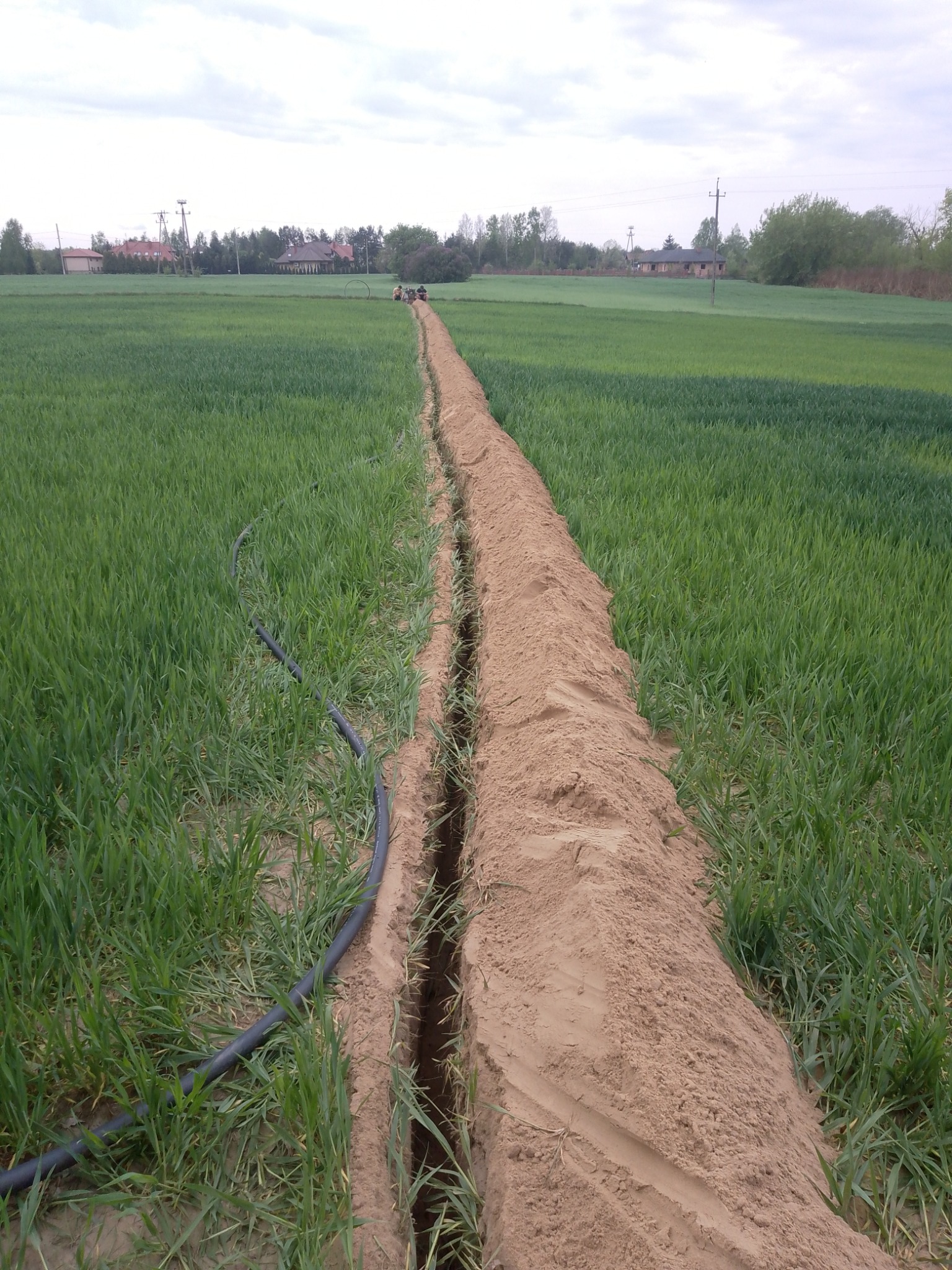 Wykopany rów w polu z kablem telekomunikacyjnym, widok z perspektywy. Prace ziemne pod instalację, zielone zboże, lekko pochmurne niebo w tle.