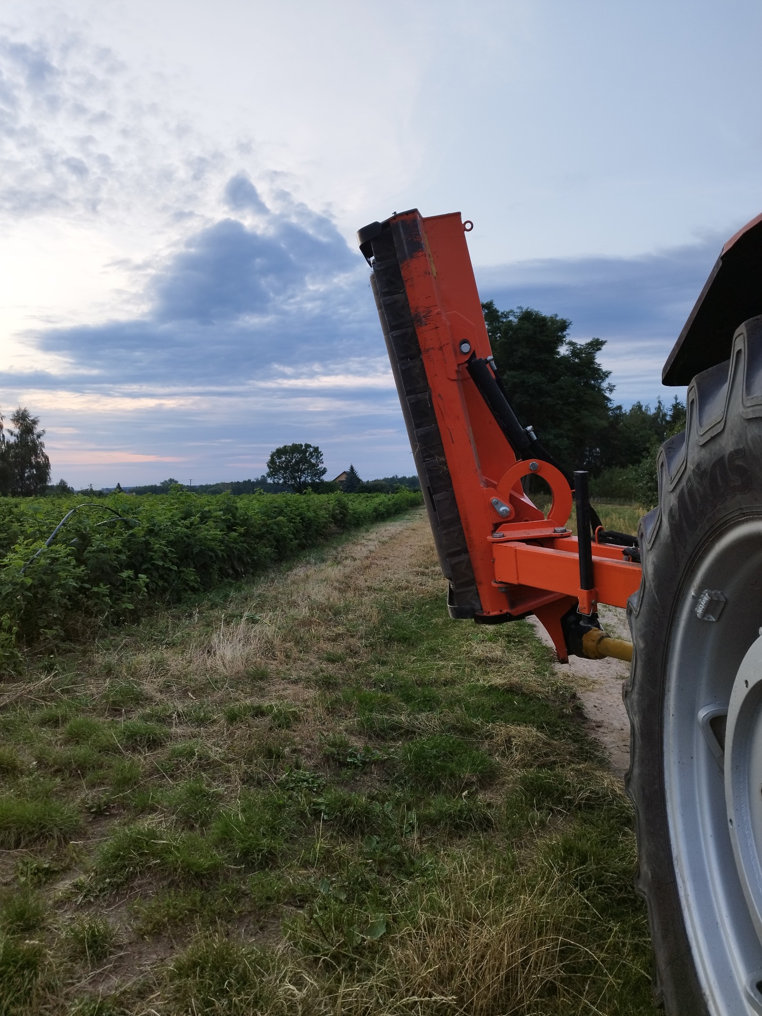 Pomarańczowy traktor z kosiarką listwową na tle zielonych krzewów i pochmurnego nieba o zmierzchu. Widoczne koło traktora i mechanizm kosiarki.