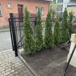 Usługi ogrodnicze Hubert Solarz - Sadzenie szmaragdowych tuj wzdłuż czarnego ogrodzenia, widoczna łopata i fragment osoby. Świeżo posadzony szpaler drzewek iglastych.