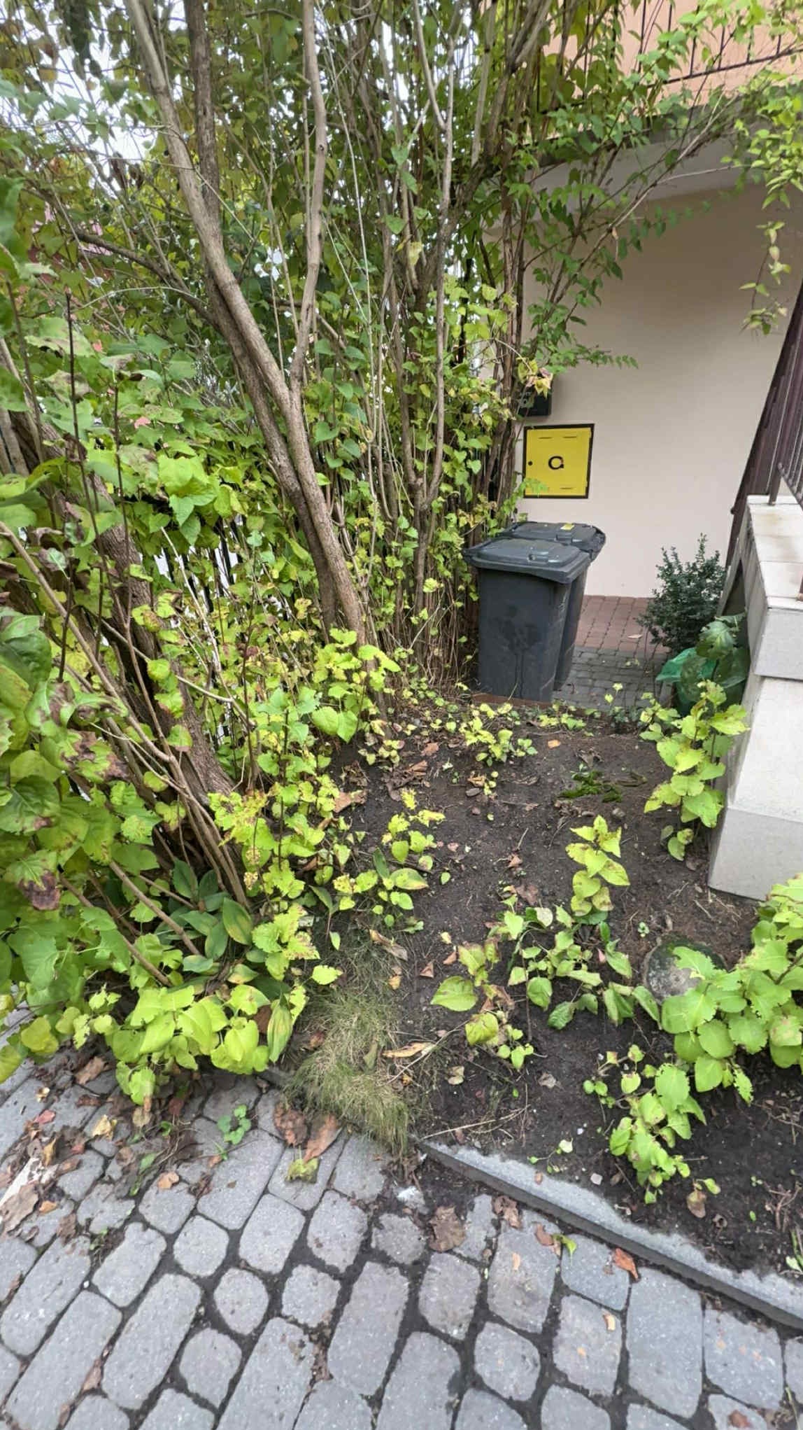Zarośnięty teren przed budynkiem z dwoma koszami na śmieci, widok z poziomu chodnika z kostki brukowej. Zaniedbany ogród z młodymi pędami i suchymi gałęziami.