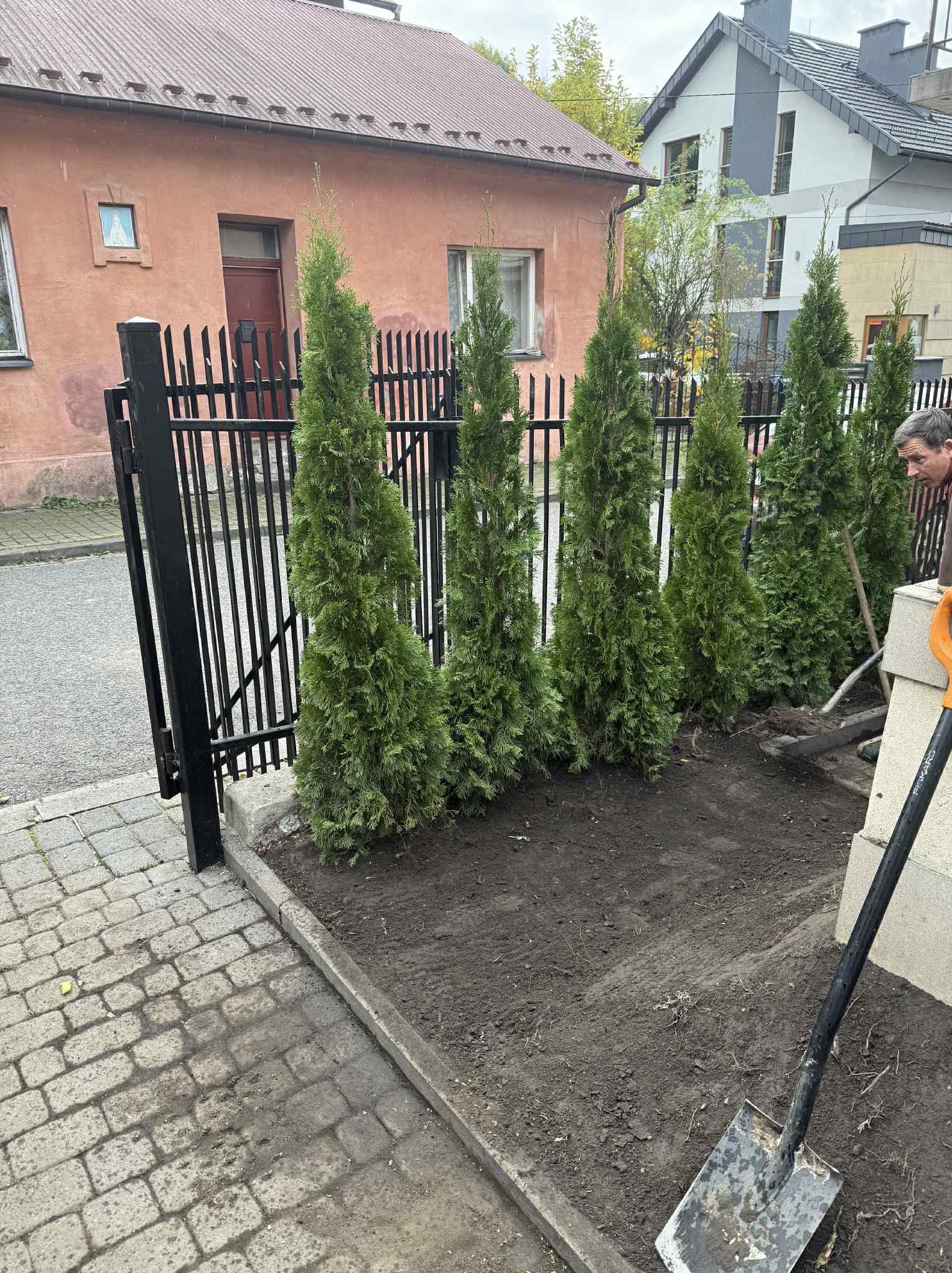 Sadzenie szmaragdowych tuj wzdłuż czarnego ogrodzenia, widoczna łopata i fragment osoby. Świeżo posadzony szpaler drzewek iglastych.