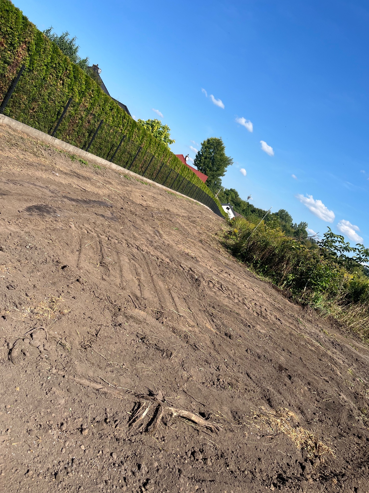 Przygotowany teren pod trawnik z rolki, widoczne ślady po maszynach, w tle zielony żywopłot i błękitne niebo z chmurami. Ujęcie z dołu.