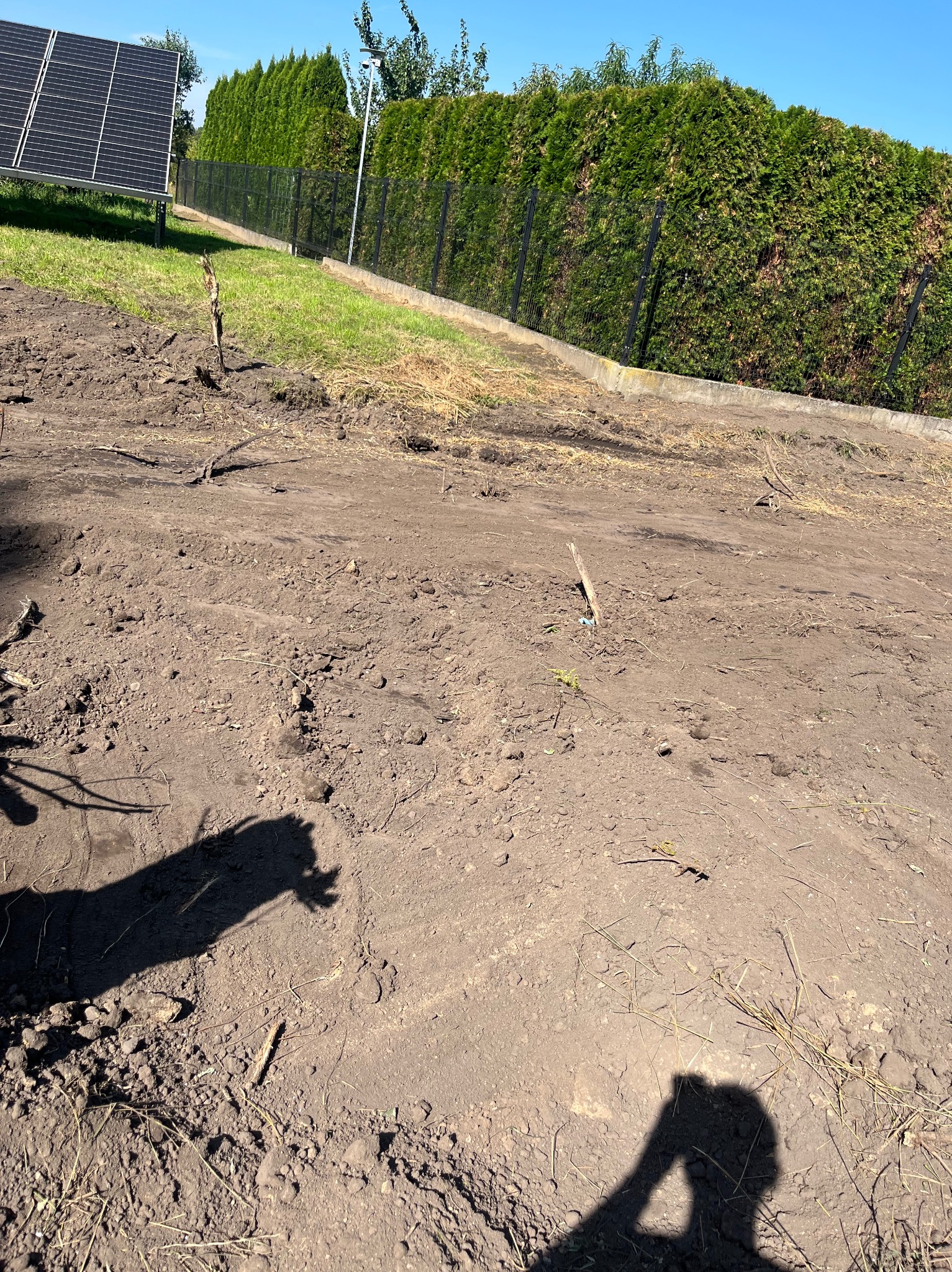 Przygotowany teren pod trawnik z widocznymi śladami po maszynach, w tle tuje i panele słoneczne. Dzień słoneczny.