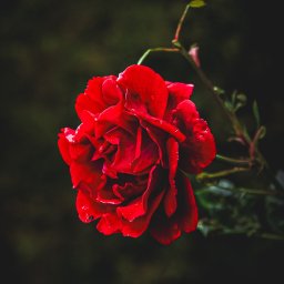 Fotograf na chrzest Tomaszów Mazowiecki 1