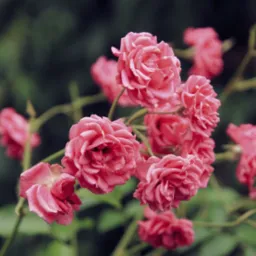 Delikatne, różowe róże na krzewie z zielonym tłem. Kwiaty w pełnym rozkwicie, z widocznymi płatkami i delikatną strukturą. Romantyczny i subtelny obraz.