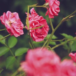 Fotograf na chrzest Tomaszów Mazowiecki 3