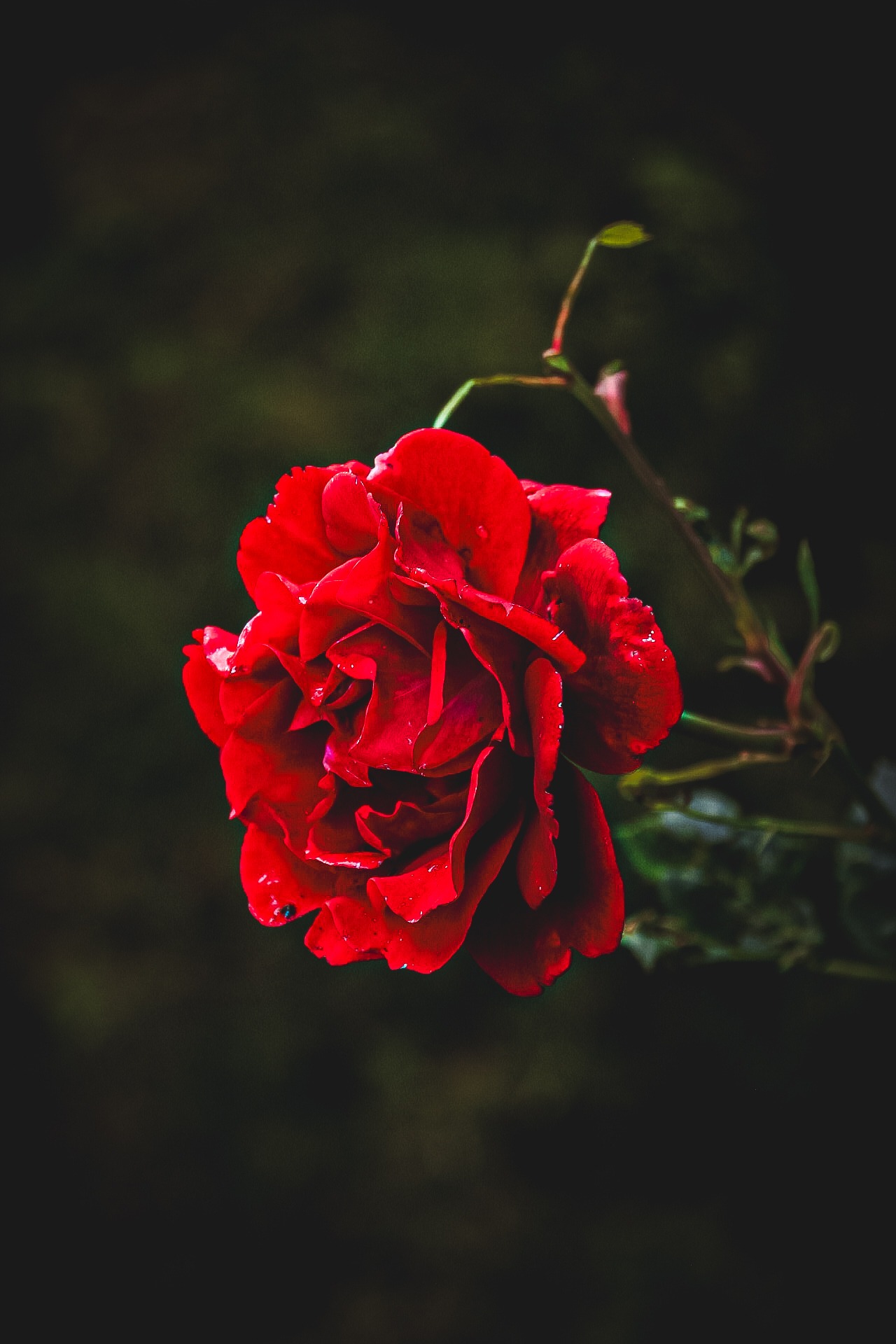 Pojedyncza, czerwona róża w pełnym rozkwicie na ciemnym tle, z widocznymi kroplami wody na płatkach i delikatnymi zielonymi łodygami. Romantyczny, nastrojowy kadr.