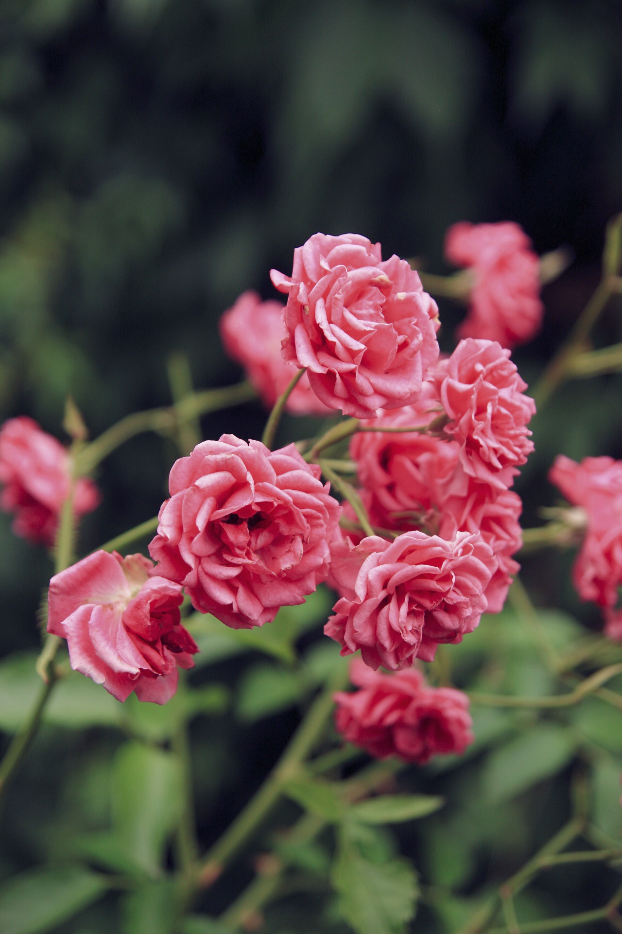Delikatne, różowe róże na krzewie z zielonym tłem. Kwiaty w pełnym rozkwicie, z widocznymi płatkami i delikatną strukturą. Romantyczny i subtelny obraz.