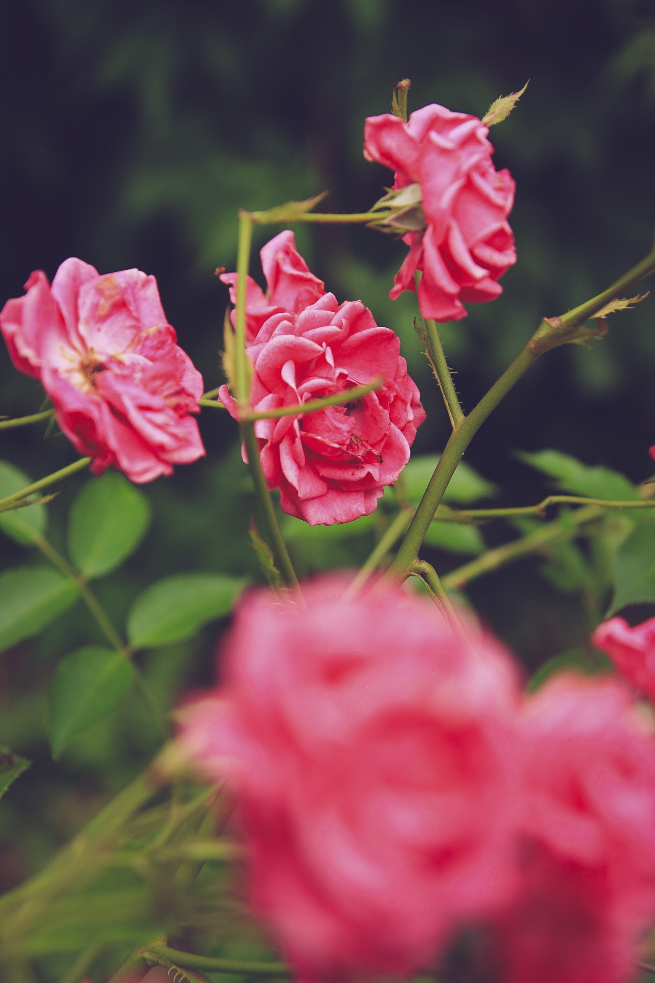 Delikatne, różowe róże na krzewie w ogrodzie, sfotografowane z bliska, z rozmytym tłem zieleni. Kwiaty w różnej fazie rozkwitu, z widocznymi łodygami i liśćmi.