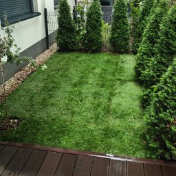 RolkaTrawy.com - Zadbany trawnik z młodym drzewkiem i rzędem tuj wzdłuż ogrodzenia, widok z drewnianego tarasu. Oświetlenie dekoracyjne na drewnianej konstrukcji.