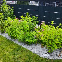 RolkaTrawy.com - Ogród po realizacji nasadzeń: młode krzewy z różowymi kwiatami obsypane białym grysem, trawnik i ciemny panel ogrodzeniowy w tle. Widok z poziomu trawnika.