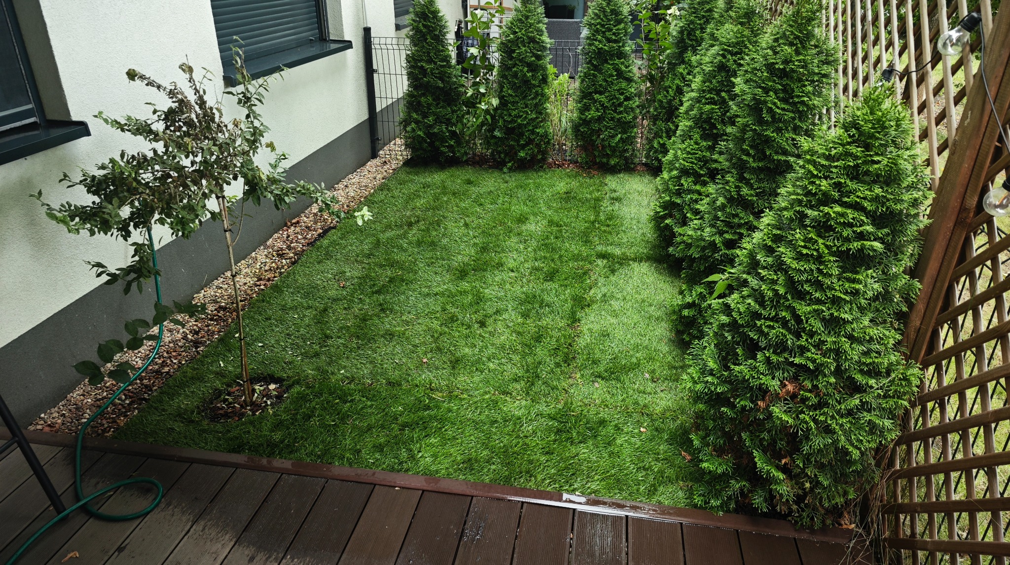 Zadbany trawnik z młodym drzewkiem i rzędem tuj wzdłuż ogrodzenia, widok z drewnianego tarasu. Oświetlenie dekoracyjne na drewnianej konstrukcji.
