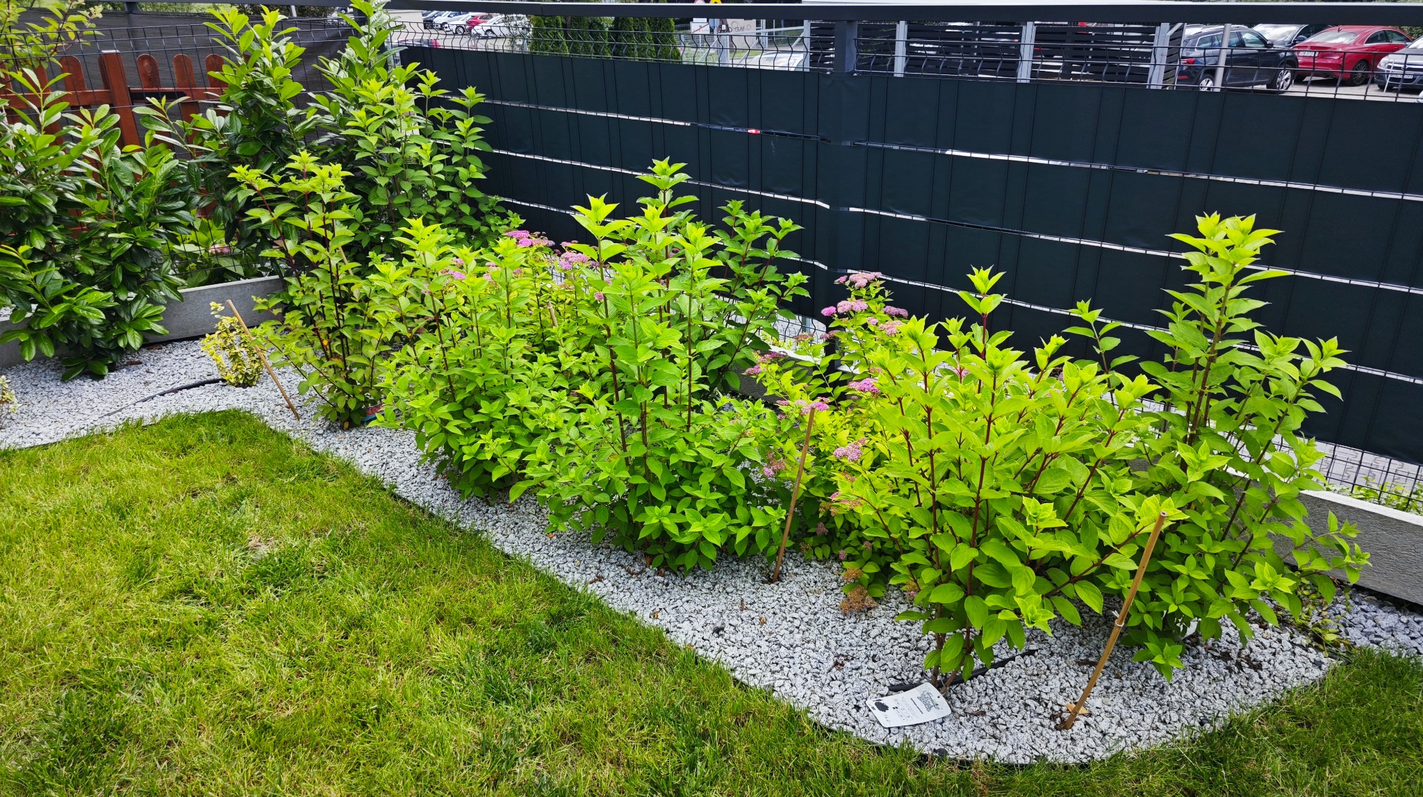 Ogród po realizacji nasadzeń: młode krzewy z różowymi kwiatami obsypane białym grysem, trawnik i ciemny panel ogrodzeniowy w tle. Widok z poziomu trawnika.