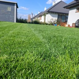 ROYAL GARDEN - Soczysta, gęsta trawa na tle domu jednorodzinnego i błękitnego nieba. Nisko położony kadr podkreśla idealnie przystrzyżony trawnik, ukazując dbałość o detale.