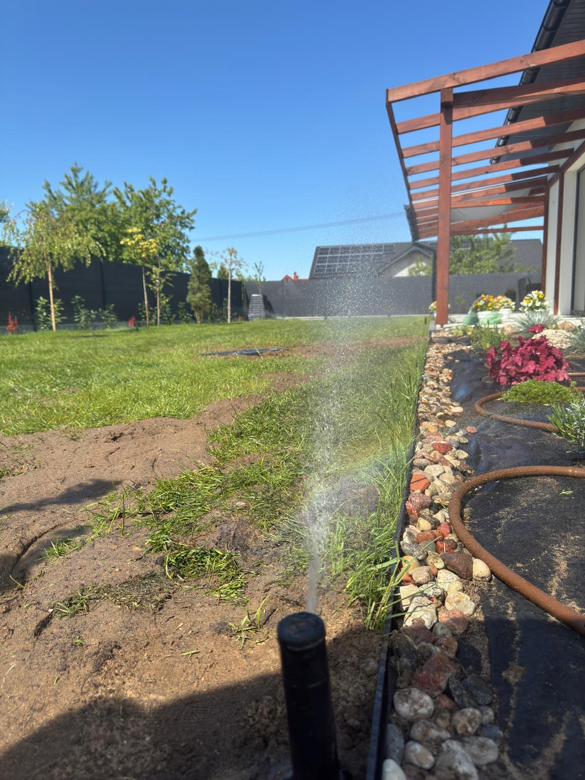 Działający zraszacz ogrodowy na trawniku, z widoczną instalacją nawadniającą, kamieniami dekoracyjnymi i fragmentem domu w tle.