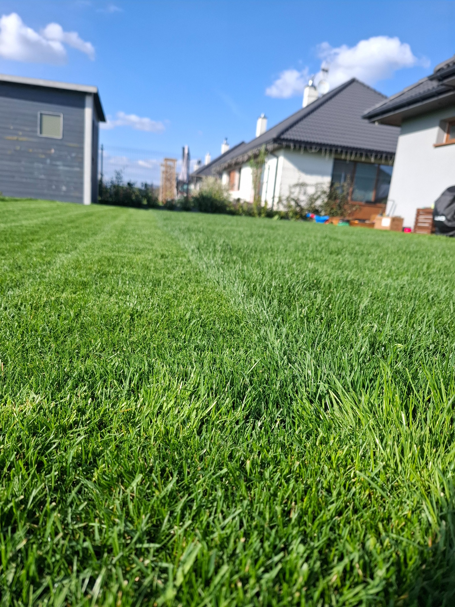 Soczysta, gęsta trawa na tle domu jednorodzinnego i błękitnego nieba. Nisko położony kadr podkreśla idealnie przystrzyżony trawnik, ukazując dbałość o detale.