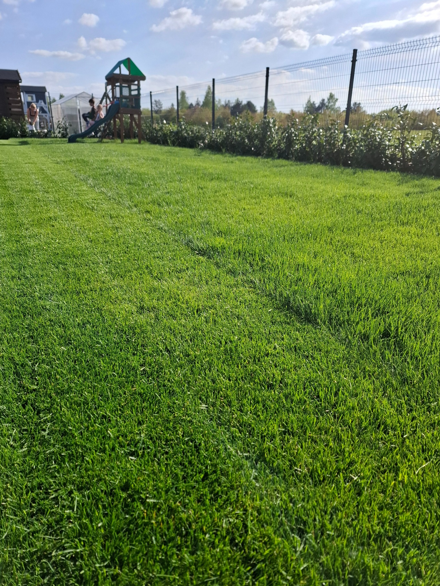 Soczysta, zielona trawa na posesji z placem zabaw w tle, widok z bliska. Świeżo skoszony trawnik w słoneczny dzień.