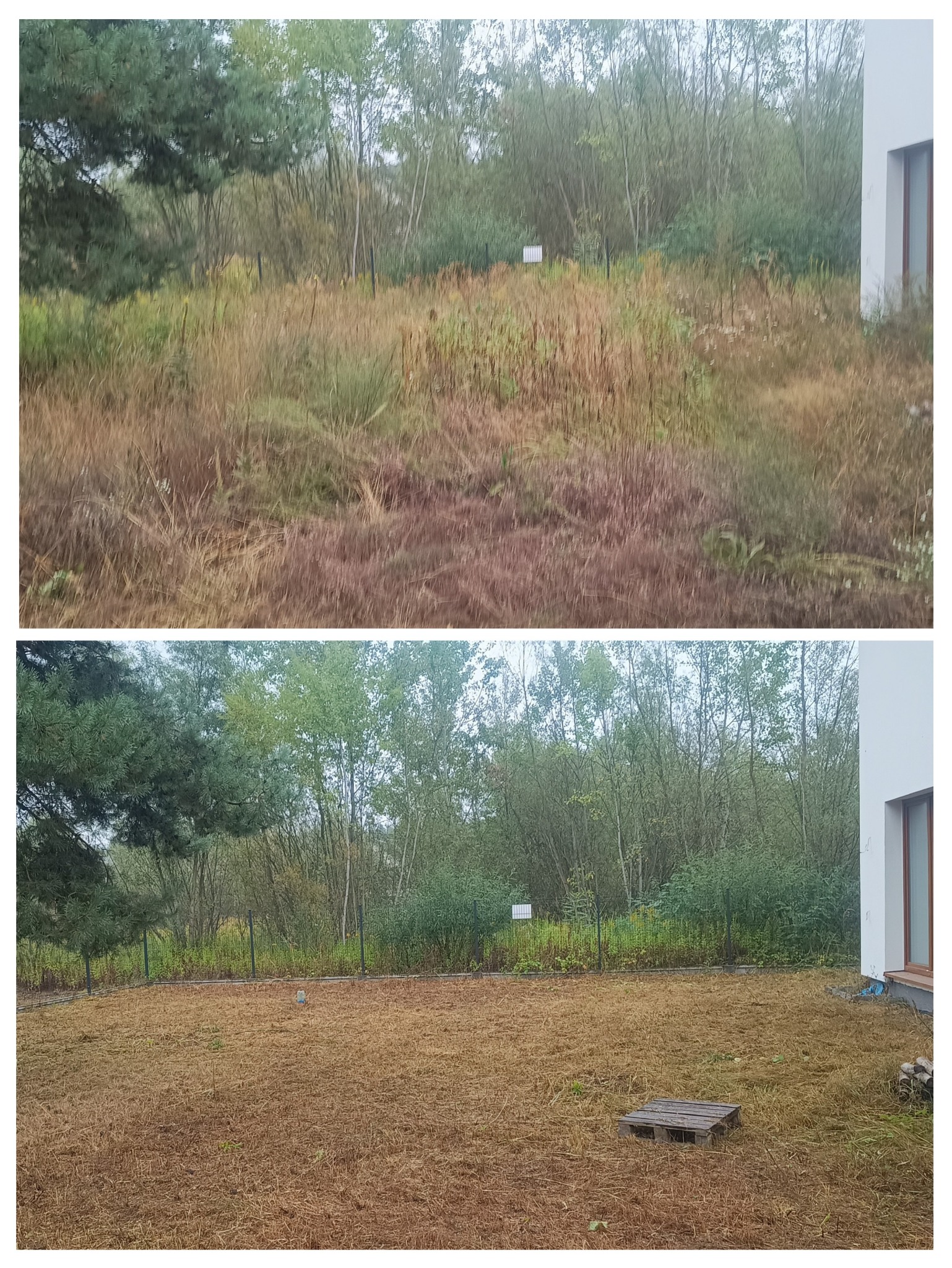 Zdjęcie 'przed i po' koszenia zaniedbanego trawnika z wysoką trawą. Na drugim planie widoczny jest metalowy płot i drzewa.