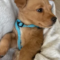 Uroczy, śpiący szczeniak rasy golden retriever z niebieską obrożą leży na szarej bluzie. Widok z góry, miękkie światło.