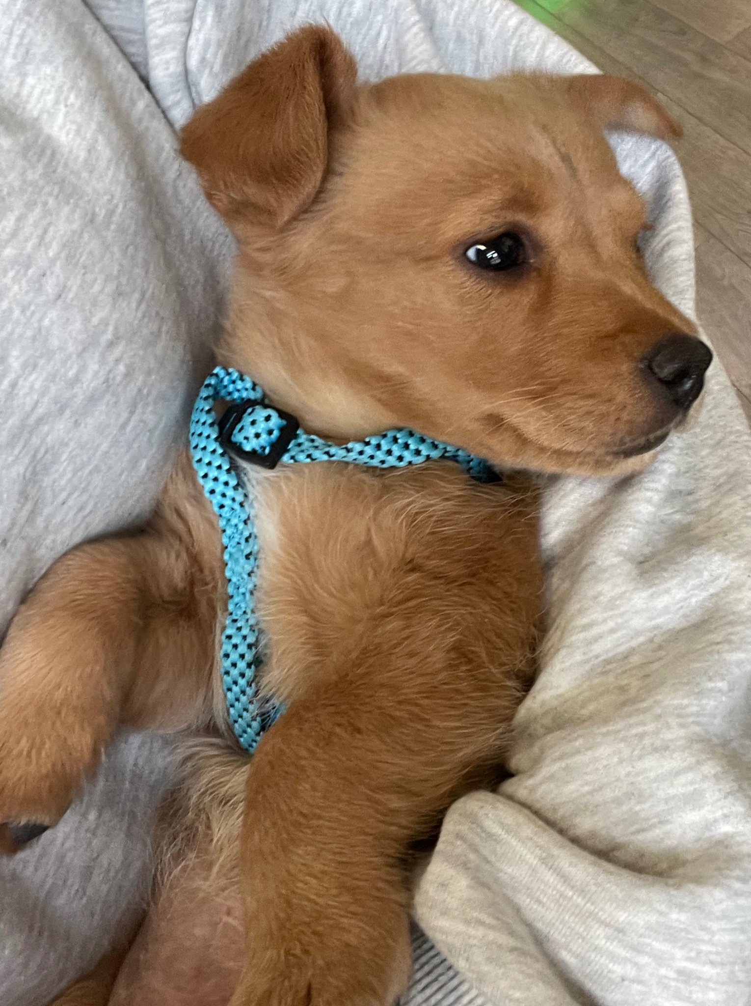 Uroczy, śpiący szczeniak rasy golden retriever z niebieską obrożą leży na szarej bluzie. Widok z góry, miękkie światło.