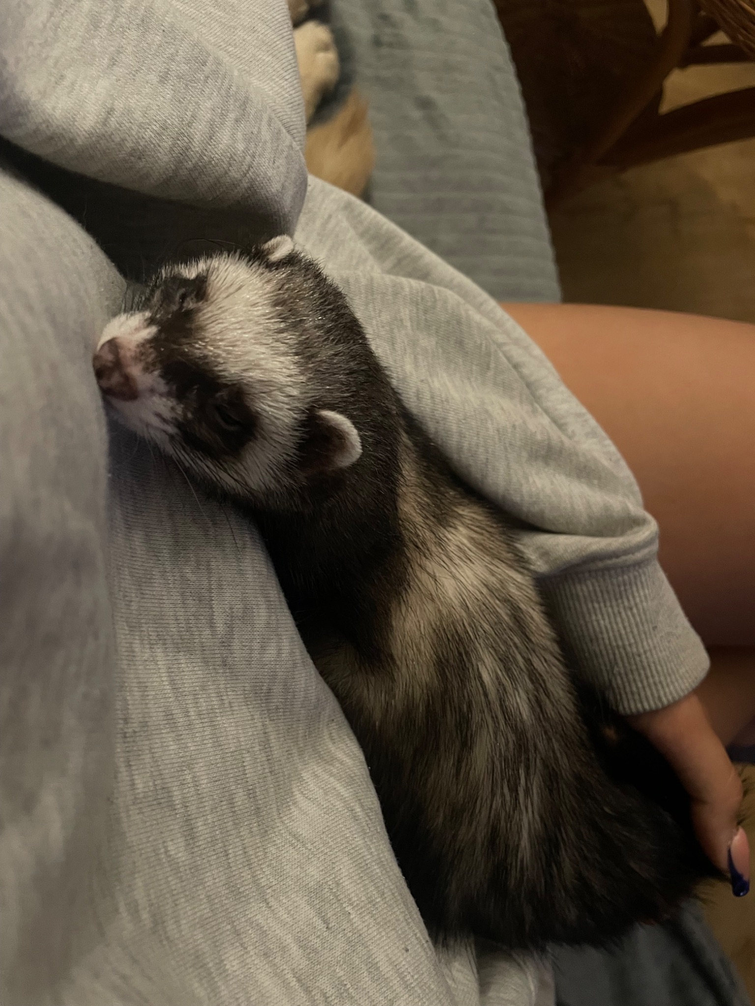 Śpiąca fretka o czarno-białym umaszczeniu wtulona w szarą bluzę osoby, której widać fragment dłoni z ciemnoniebieskim manicure. W tle fragment fotela.