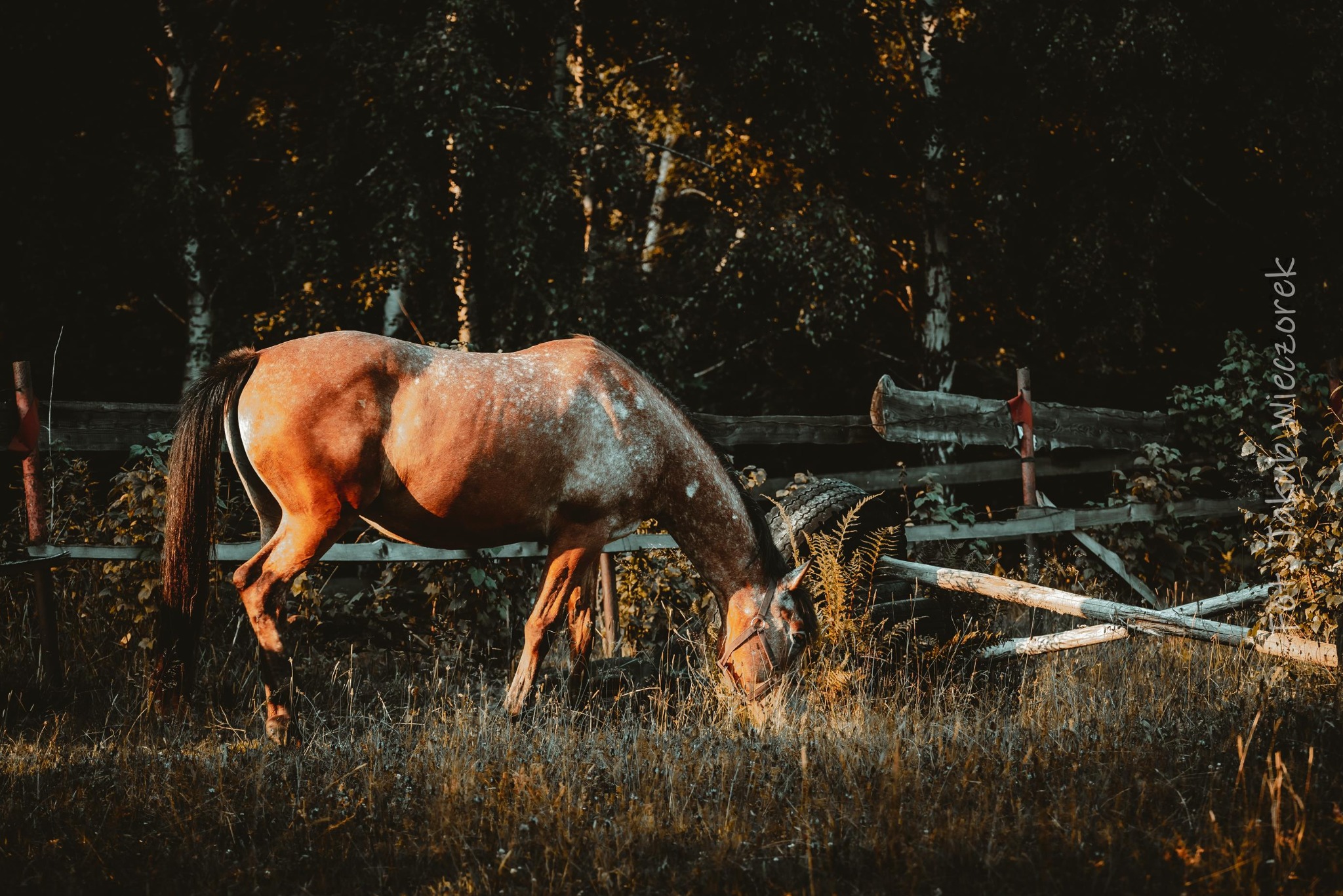 Kary koń ze srebrnymi plamkami, pochylony, je trawę przy drewnianym płocie i lesie w tle, w ciepłym, jesiennym świetle. Malowniczy krajobraz.