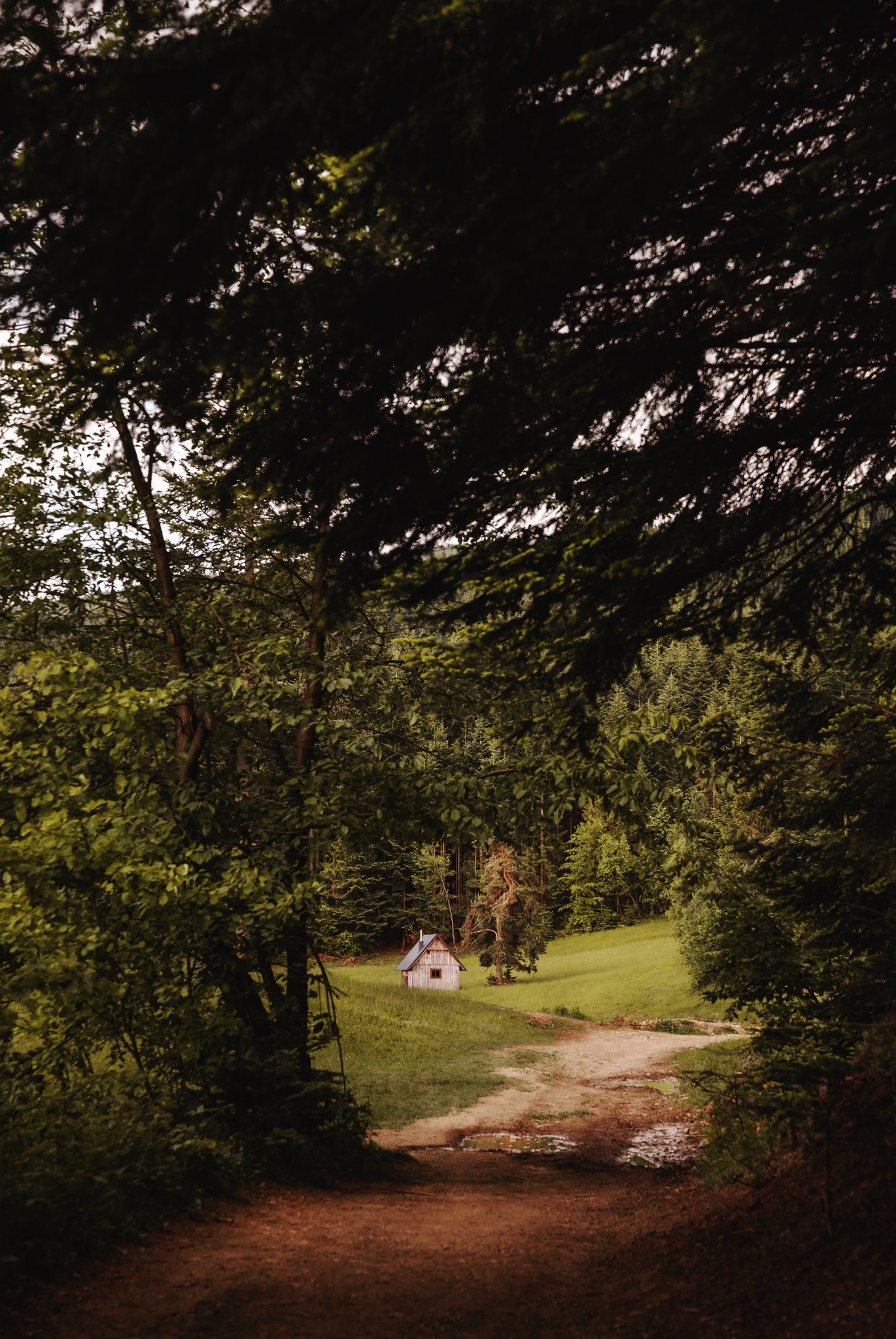 Malowniczy krajobraz z drewnianą chatką na wzgórzu, otoczoną zielenią lasu, widzianą z perspektywy ścieżki. Ciepłe światło podkreśla naturalny urok.