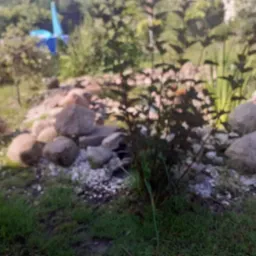 Ogród z oczkiem wodnym obłożonym kamieniami i obsadzonym roślinami. W tle widoczny niebieski element dekoracyjny.