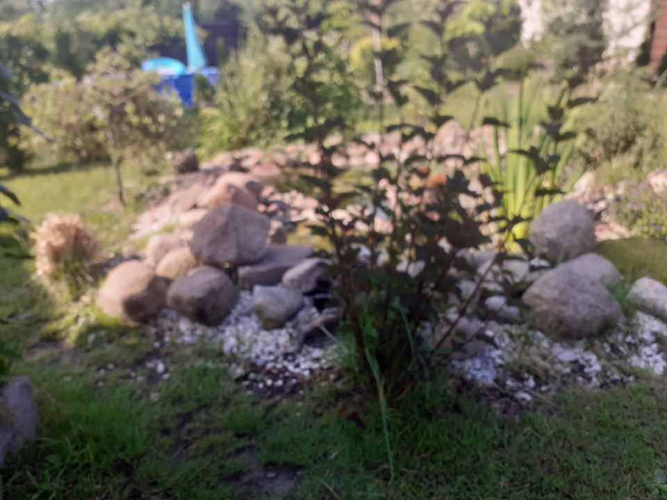 Ogród z oczkiem wodnym obłożonym kamieniami i obsadzonym roślinami. W tle widoczny niebieski element dekoracyjny.