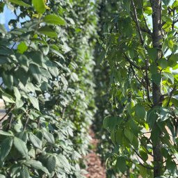 Wiktoria - Architekt krajobrazu Nowy Tomyśl