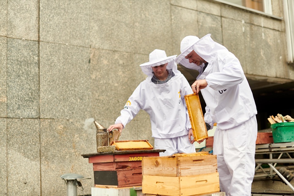 Dwóch pszczelarzy w białych kombinezonach przy ulach, jeden trzyma ramkę z plastrem, drugi używa podkurzacza. W tle szara ściana budynku.