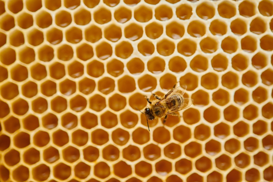 Zbliżenie na plaster miodu wypełniony miodem z pracującą pszczołą. Widoczne detale struktury plastra i owada w naturalnym oświetleniu.