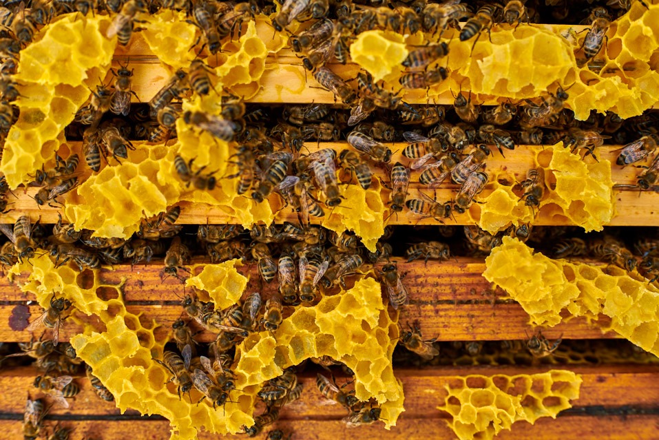 Żółte plastry z pszczołami w ulu, widoczne drewniane ramki. Duże skupisko owadów na tle woskowych komórek. Intensywne oświetlenie podkreśla strukturę plastra.
